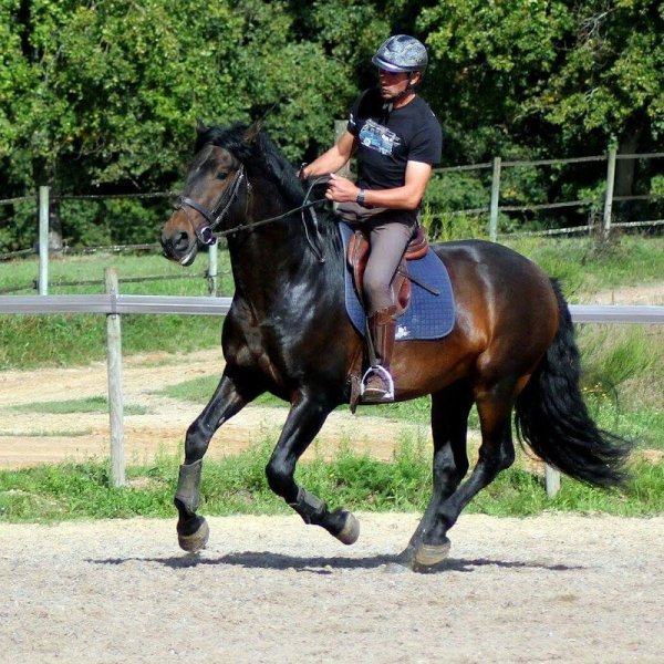 ECURIES FAVEREAU - photo 3