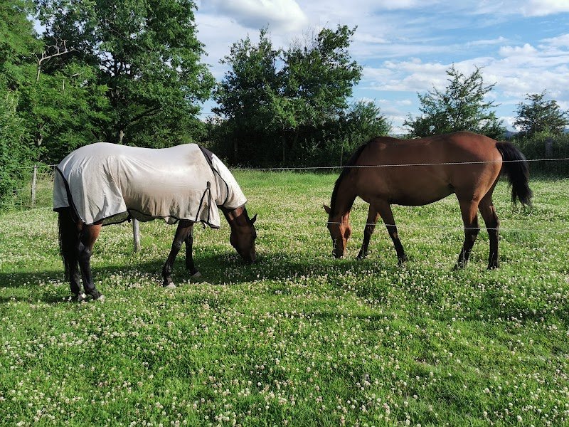 Ecurie AS Equitation - photo 1