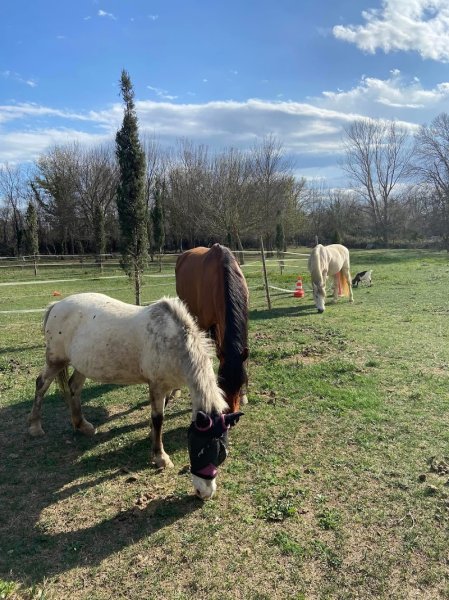 Écurie la prades - photo 2