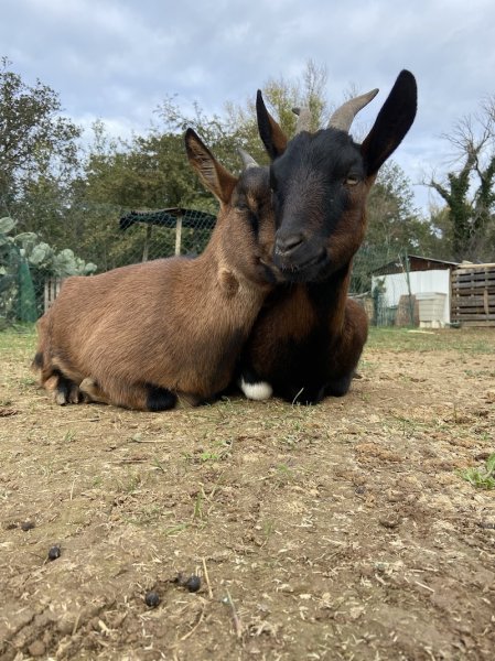 Écurie la prades - photo 3