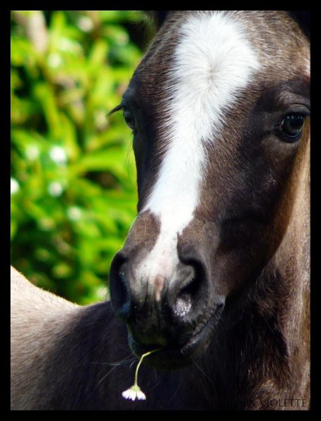 Haras d'Hurl'vent - photo 1