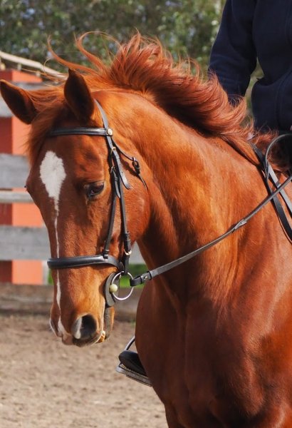 Les Ecuries Vaillant