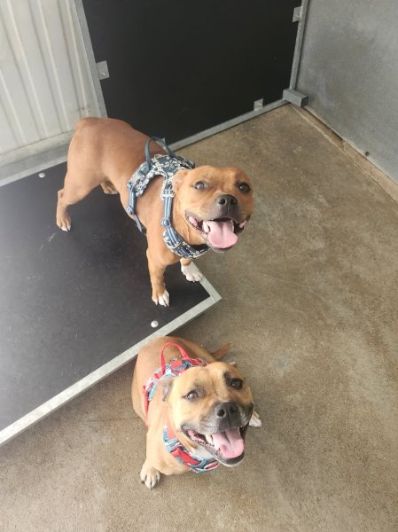 Elevage et pension de Me Berger josiane