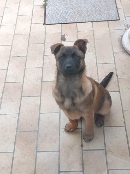 Elevage et pension de Me Berger josiane - photo 2