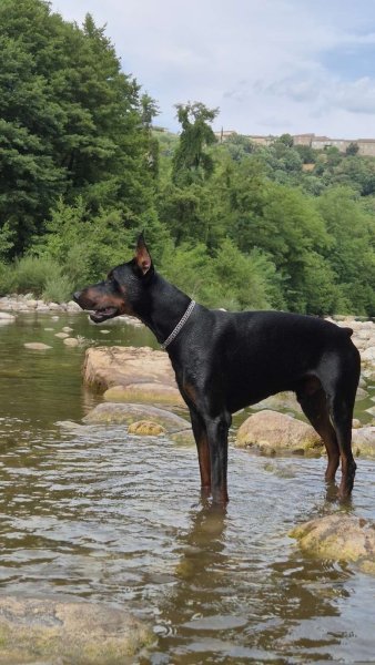 Elevage et pension de Me Berger josiane - photo 3