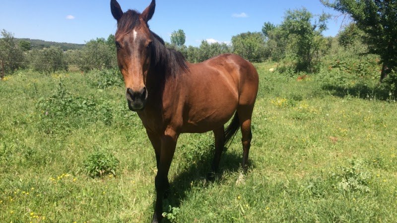 A L'HARMONIE DES CHEVAUX /