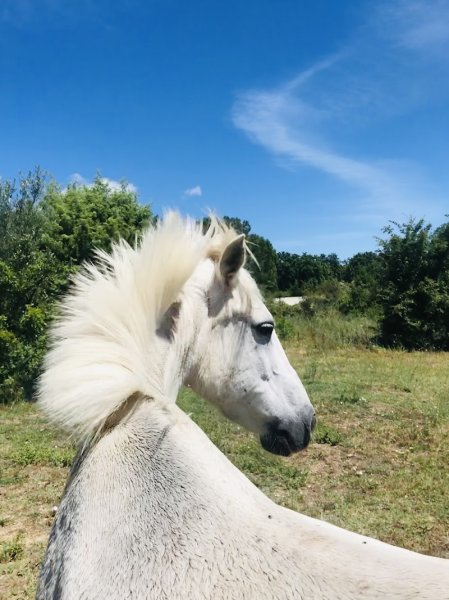 A L'HARMONIE DES CHEVAUX / - photo 2
