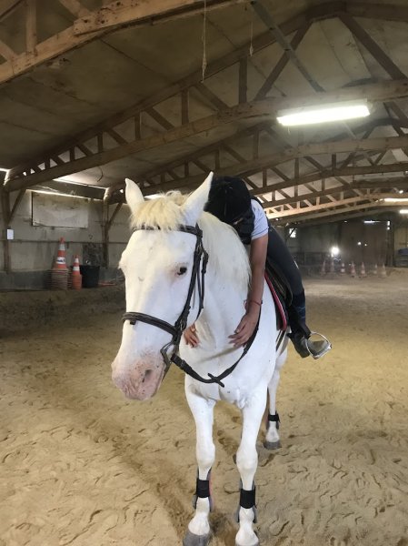 A L'HARMONIE DES CHEVAUX / - photo 3