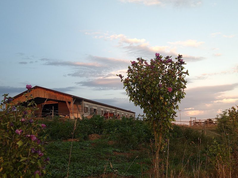 ECURIE LE VAL DE BRUME - photo 2
