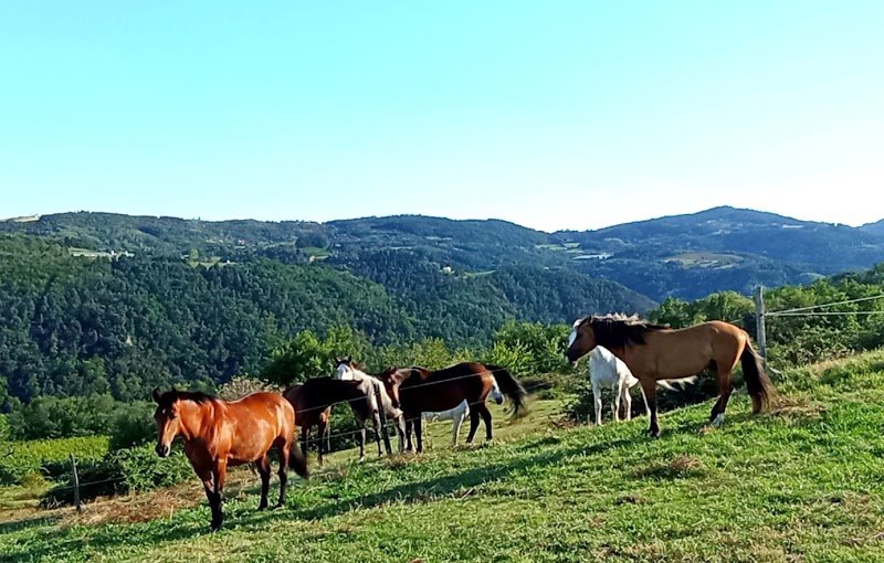 Écurie d'ÉBRILLA - photo 1