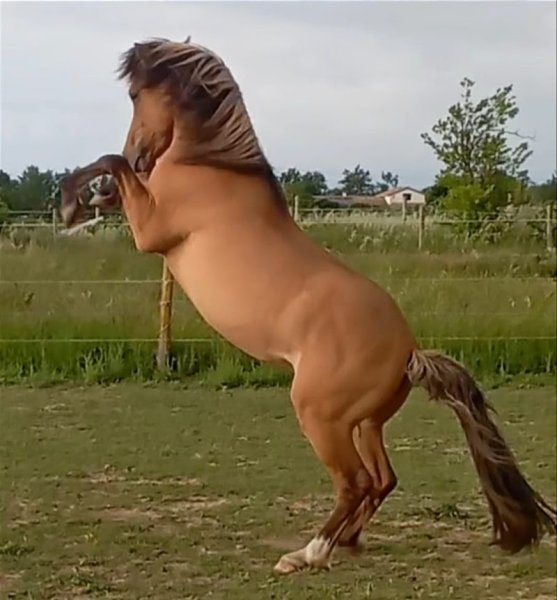 Écurie d'ÉBRILLA - photo 2