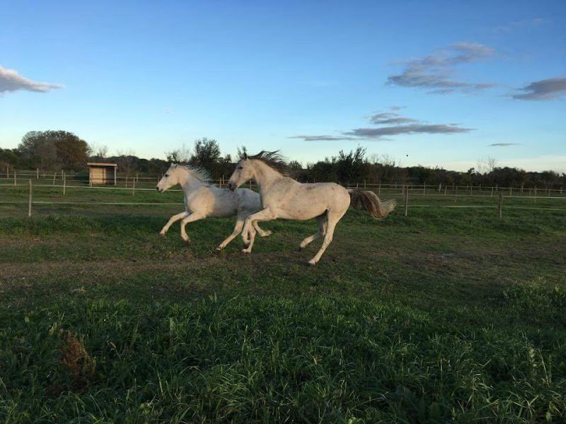 Pension Ecurie Victoria - photo 3