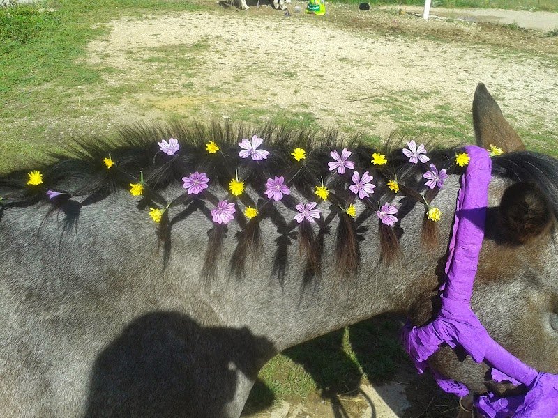 Centre Equestre Mejannes le Clap