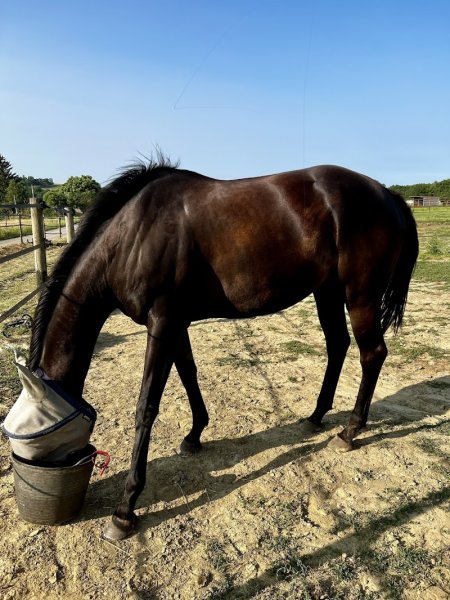 Ecurie des Dames - photo 1