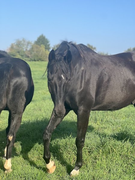 Ecurie des Dames - photo 2