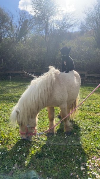 Haras Du Petit Prince