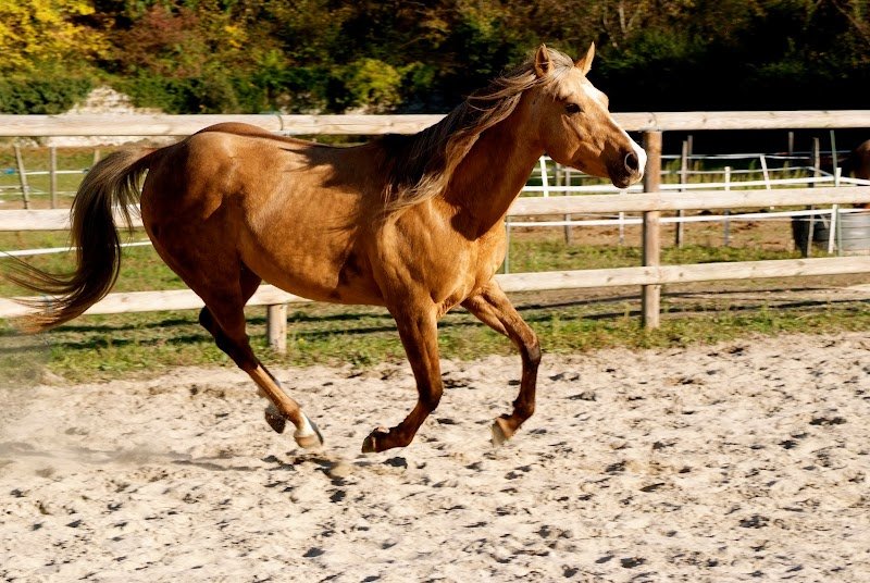 Ecuries St Vincent - photo 1