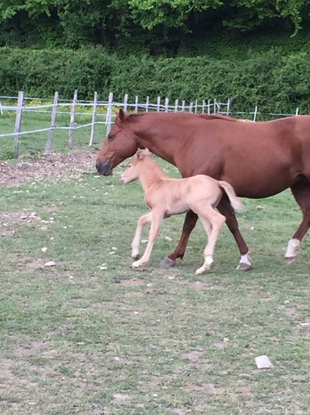 Ecuries St Vincent - photo 3