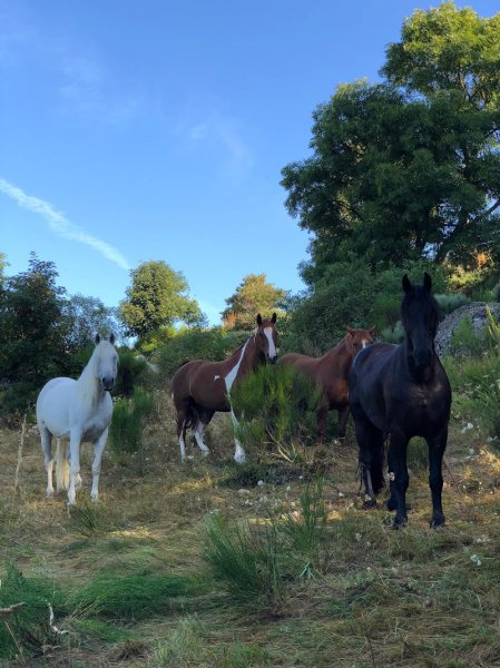 Les Ecuries de Palhères - photo 2