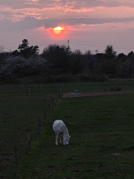 Écurie des Prés Hauts - photo 2