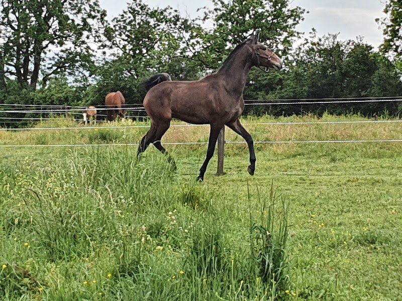 Ecurie du Pré Baron - photo 1