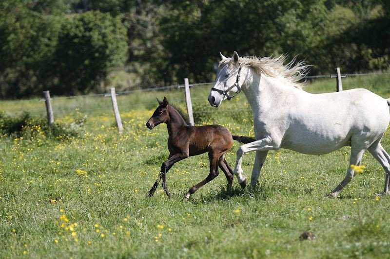Ecurie du Pré Baron - photo 2