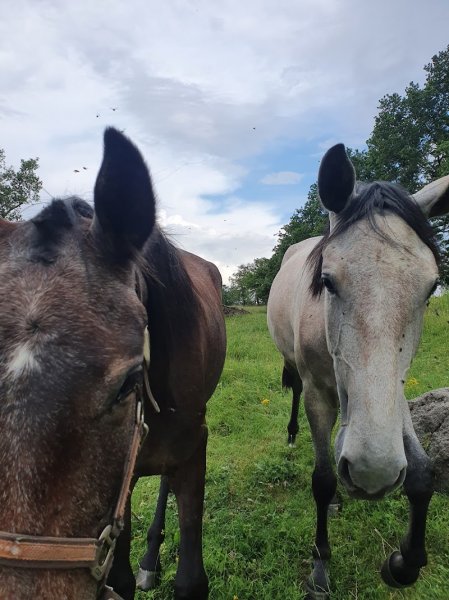 Ecurie du Pré Baron - photo 3