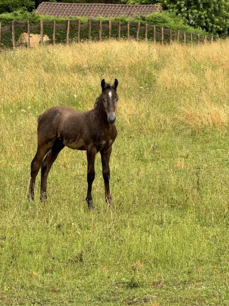 Ecurie de St Germain - photo 3