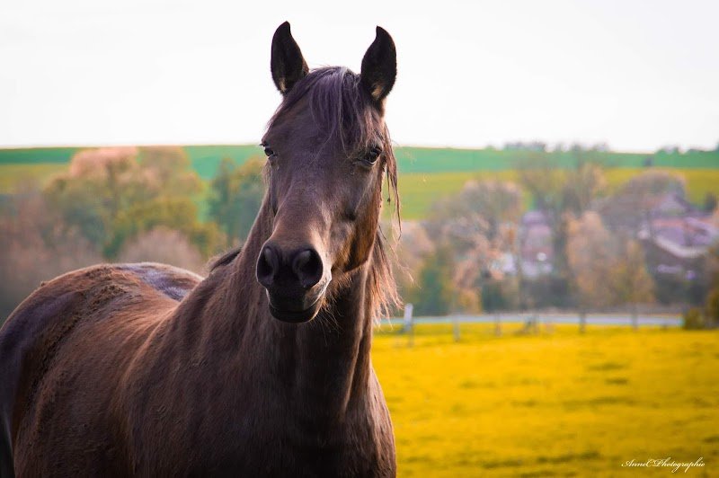 Ecuries de Chaume - photo 2