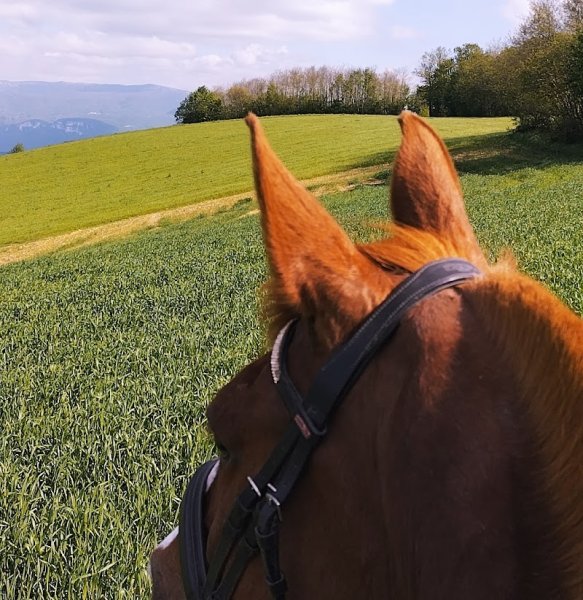 Les Ecuries CPS - photo 2