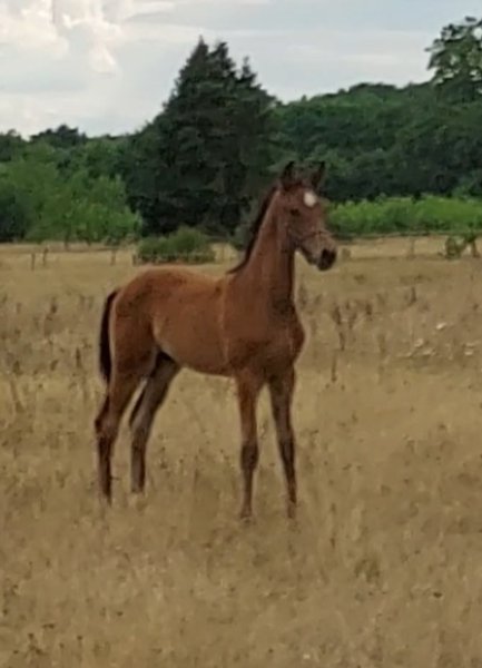 Ecurie de la Champagne - photo 2