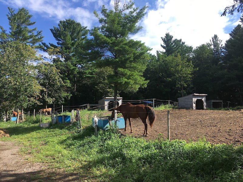 Le Domaine Équestre Gaïa - Centre équestre, pension pour chevaux - photo 2
