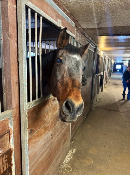 Écuries St-François Stables - photo 2