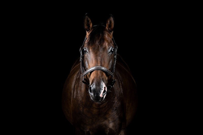 Écurie SunnyBreeze Stable - photo 1