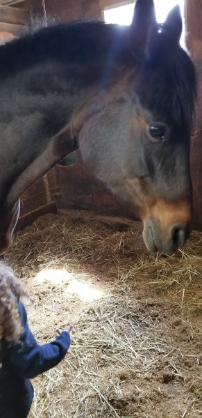 Centre Équestre des Mille-Îles - photo 3