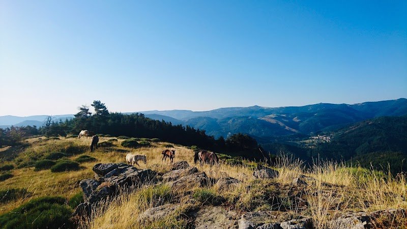 Haras du Mezenc - Elevage Mezenc Lusitaniens - photo 1