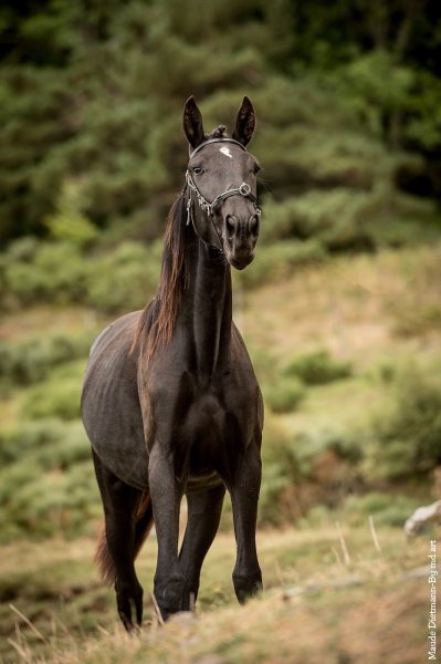 Haras du Mezenc - Elevage Mezenc Lusitaniens - photo 2