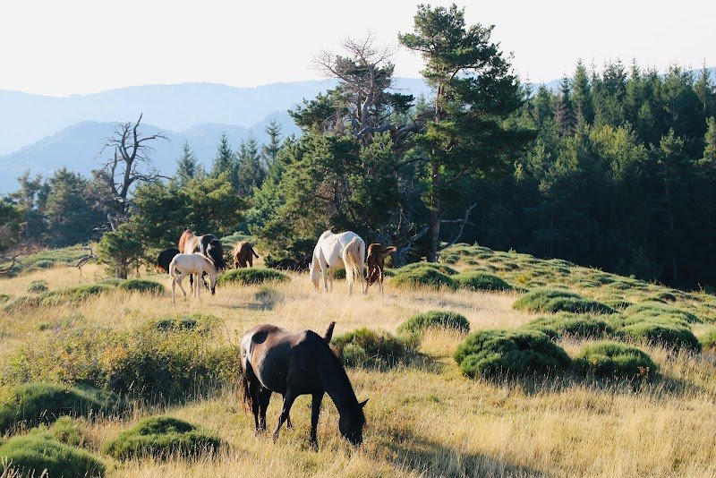 Haras du Mezenc - Elevage Mezenc Lusitaniens - photo 3