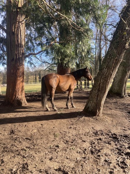 Liés Par Nature - Paddock Paradise, École et Pension - photo 3