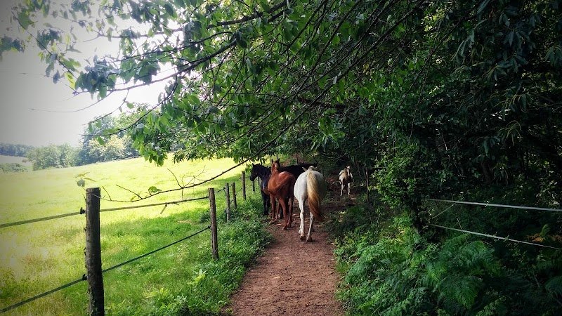 PERIG'HORSES Pension pour chevaux et gardiennage d'animaux à domicile - photo 3