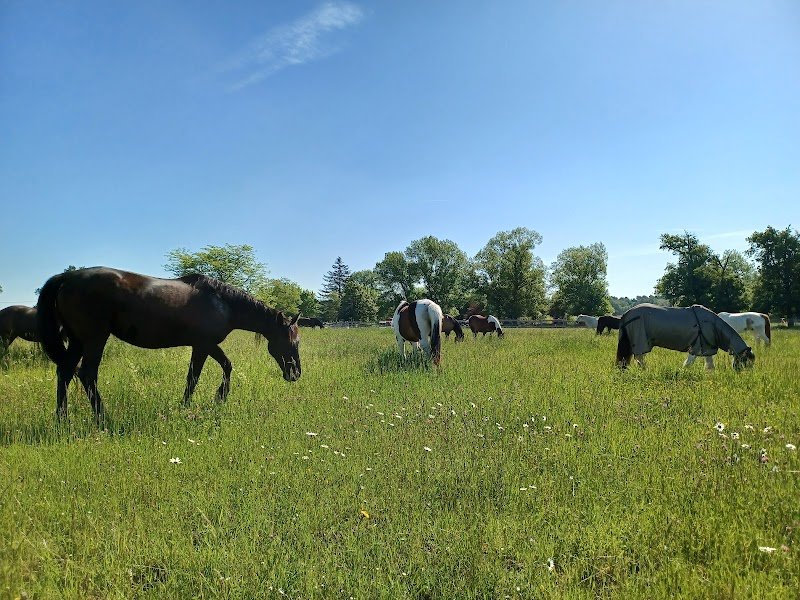 Pension chevaux Les Pres d'Eden