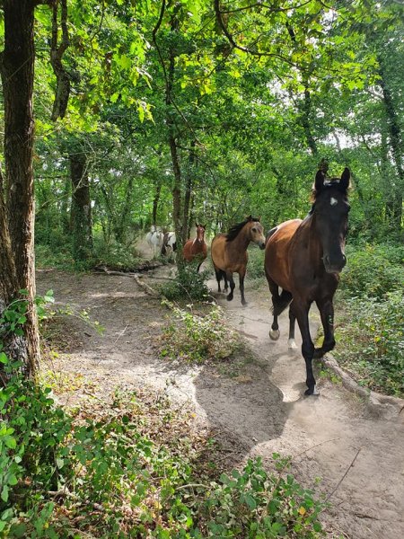 Pension chevaux Les Pres d'Eden - photo 3