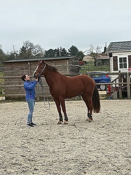 Les Ecuries de Biraval - Ecurie de propriétaires - photo 2