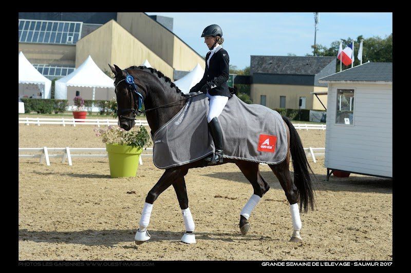 Haras de Jupiter Dressage - photo 3