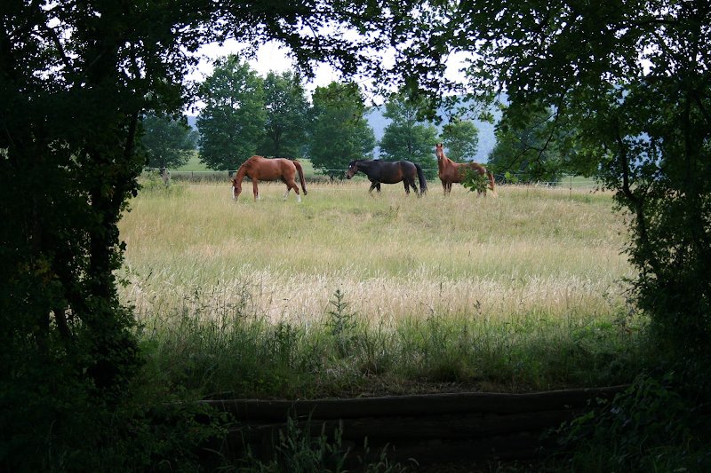Centre equestre - photo 3