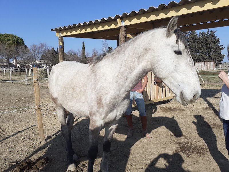 Ecurie des pommiers - photo 2