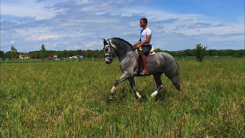Ecurie des pommiers - photo 3