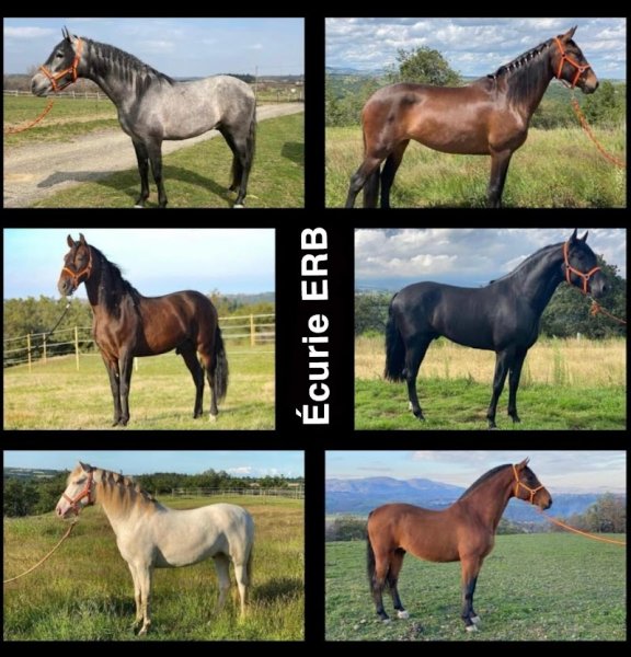 Écurie ERB - photo 2