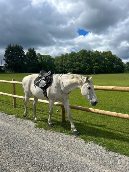 Ferme et Gîte Équestre “L’Oeil d’Orion” - photo 3