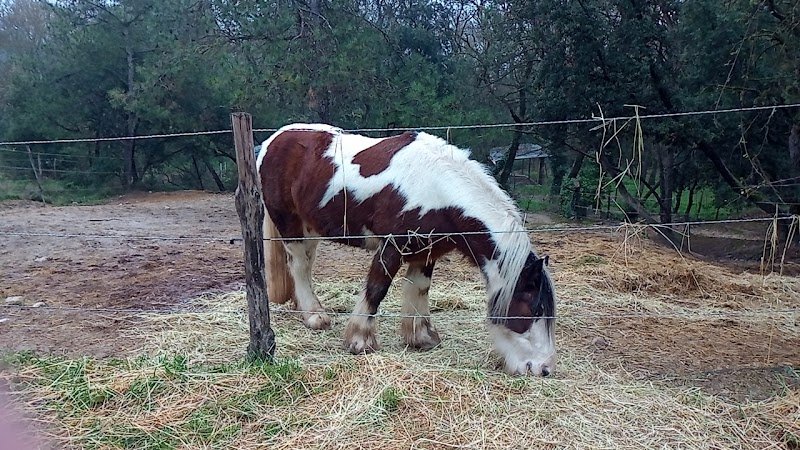 Les écuries de Trouillas - photo 3